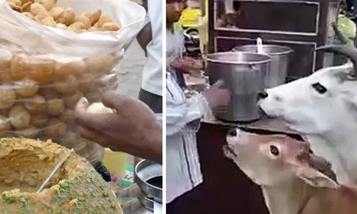  Viral Video: Cow Calves Melting Panipuris Man, Feedingm Golgappasm , Cow, Calf,-TeluguStop.com