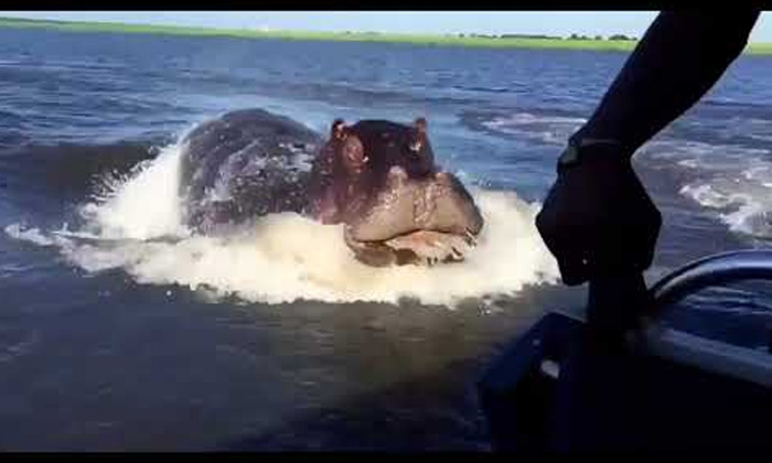  Giant , Hippo, Chases, Tourists, Kenya, Viralvideo, Viral Latest,social Media-TeluguStop.com