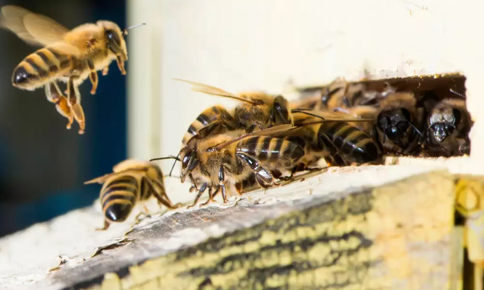  Video Viral Women Removes Bees With Bare Hands, Honey Bees, America, Bee Keeper-TeluguStop.com