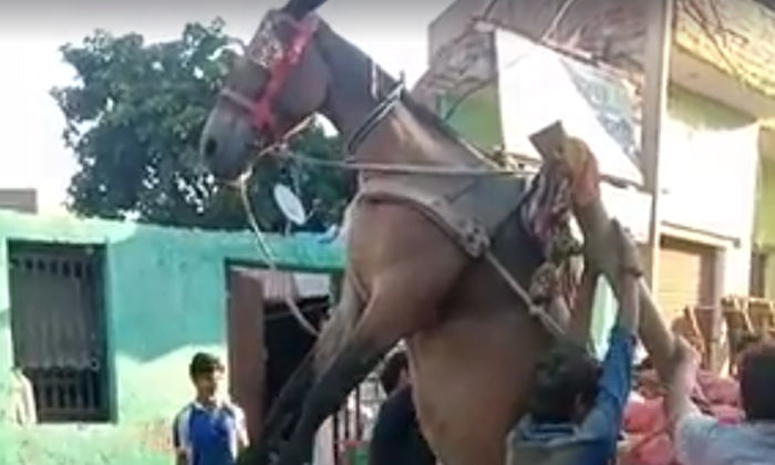  Viral Video: A Horse Hanging In The Gall For A Mistake Made By A Man Horse Hangi-TeluguStop.com