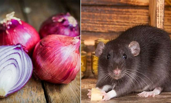  How To Get Rid Of Rats In House! Get Rid Of Rats, Rats In House, Rats, Latest Ne-TeluguStop.com