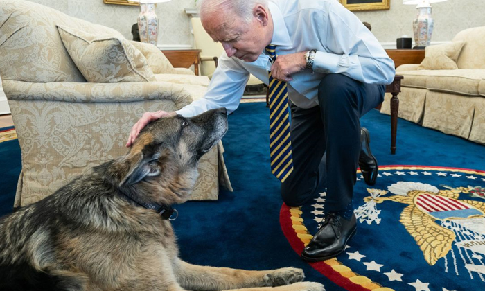  Joe Bidens Dog Champ Cherished Companion For 13 Years Dies, Joe Biden, Champ, Ma-TeluguStop.com