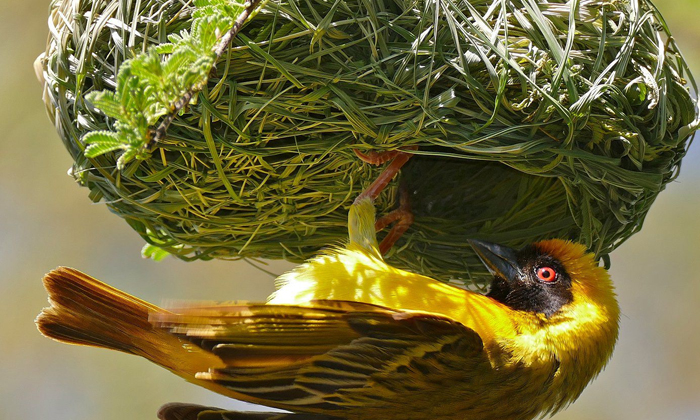  Viral Video: A Bird That Builds A Beautiful Nest With The Leaf On The Tree Bird,-TeluguStop.com