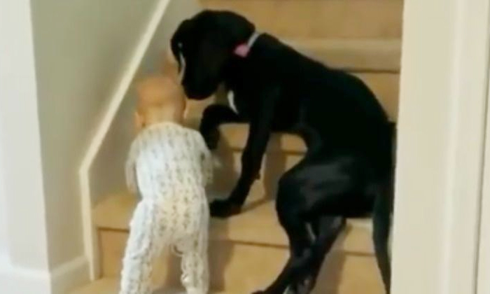  Puppy Preventing A Baby Climbing The Stairs , Pet Dog , Boy, Viral Video, Viral-TeluguStop.com
