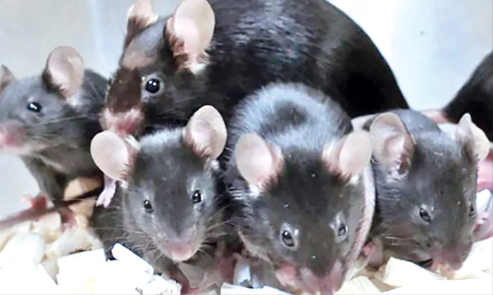  Rat Sperm Bought From Space Give Birth To  168 Rats , Shocking  News, Rats, Spre-TeluguStop.com