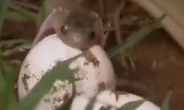  Viral Video Why Did A Hungry Snake Make A Huge Egg, Socail Media, Viral Video, S-TeluguStop.com