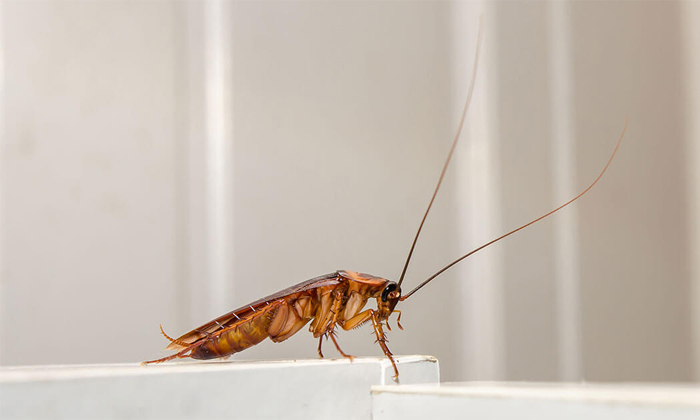 Telugu Cockroach Icu, Crcokroach, Dhanu, Icu, Sai Rock Animal, Thailand, Cockroa