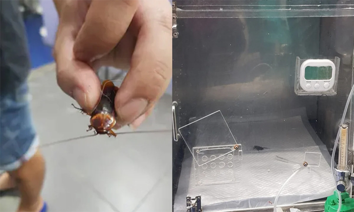  Thailand Man Gave Treatment To A Injured Cockroach In Hospital Icu , Icu , Treat-TeluguStop.com