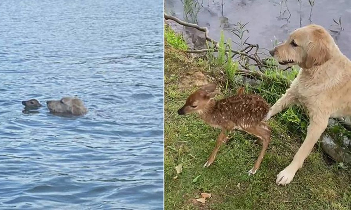  Viral Dog Saved The Deer Cub In The River , Dog, Chasing, Saving, Viral Video, V-TeluguStop.com