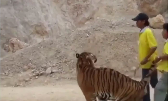  Viral Video: What Would It Be Like To Play Games With A Tiger ..! Viral Latest,-TeluguStop.com