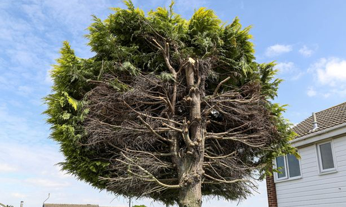  Viral Pic Neighbors Chop Tree Into Half Over Noisy Birds In England , Viral Phot-TeluguStop.com