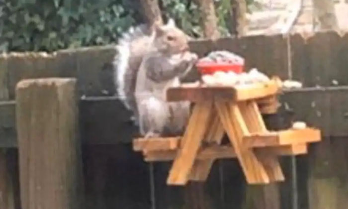  Viral Pick Sparrow, Squirrel Chit Chat, Picnic , Viral  Pic, Viral News, Viral L-TeluguStop.com