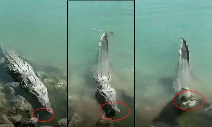  Viral Video A Pigeon Has Become Food For A Crocodile In Fraction Of Seconds , Cr-TeluguStop.com