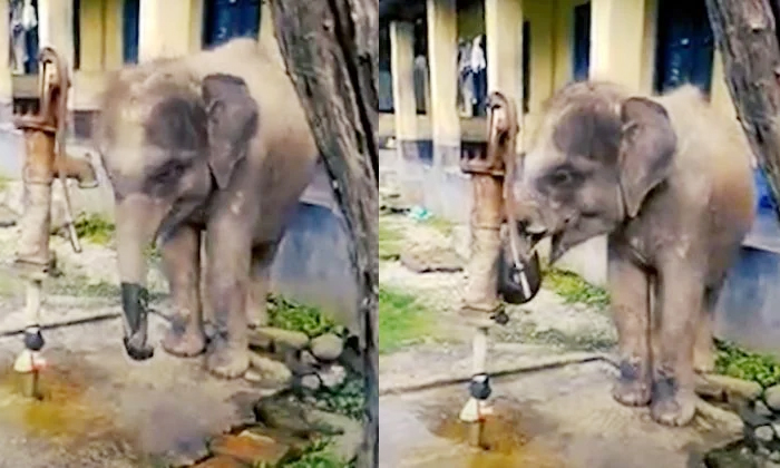  Viral Video A Thirsty Baby Elephant Use Bore Pump In Jaldapara National Park,  B-TeluguStop.com