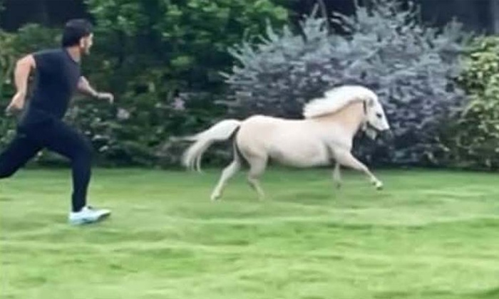  Viral Video Cricketer Ms Dhoni Having Fun With Horse In Farm House , Ms Dhoni ,-TeluguStop.com
