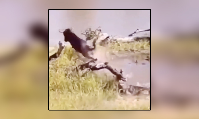  Viral Video Crocodile Attacks Buffalo Drinking Water At River , Crocodile, Attac-TeluguStop.com