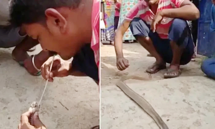  Viral Video Man Gives Artificial Breathe To A Snake With Straw In Odisha , Vira-TeluguStop.com