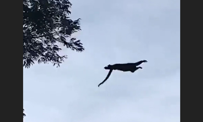  Viral Video Monkey Failed To Jump On Tree And Fall On Road , Viral Video, Viral-TeluguStop.com