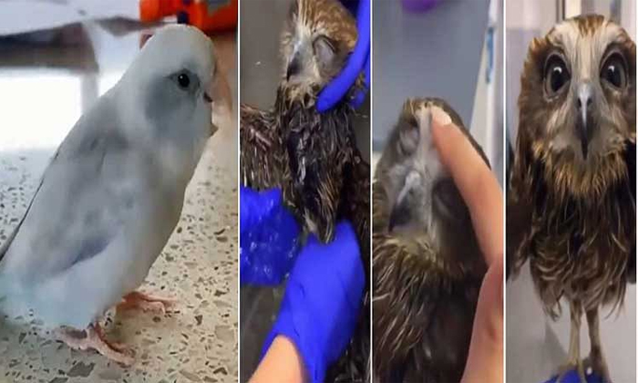  Viral Video Owl Went To Spa For Bath Parrot Proposed The Owl , Viral Video , Owl-TeluguStop.com