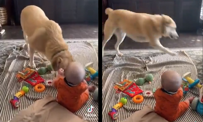  Viral Video See What This Dog Is Doing To Make A Baby Laugh , Pet Dog, Makes, To-TeluguStop.com