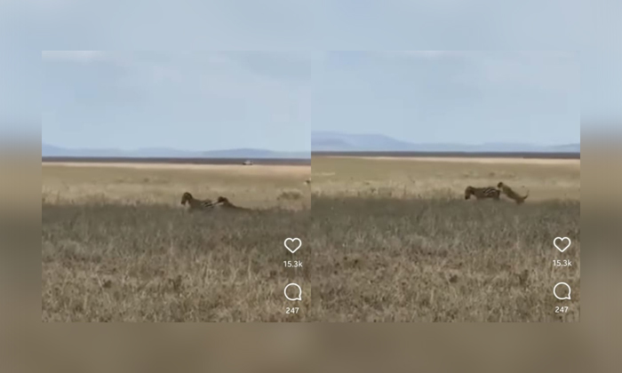  Viral Video Zebra Kicks The Lion With Its Two Back Legs , Viral Video, Social Me-TeluguStop.com