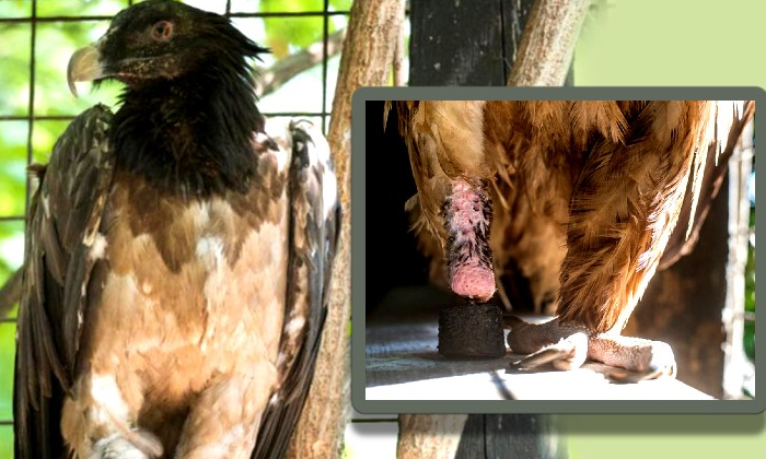  Awesome: The World's First Vulture Prosthetic Leg ..! Where Is It ..?! Artificia-TeluguStop.com