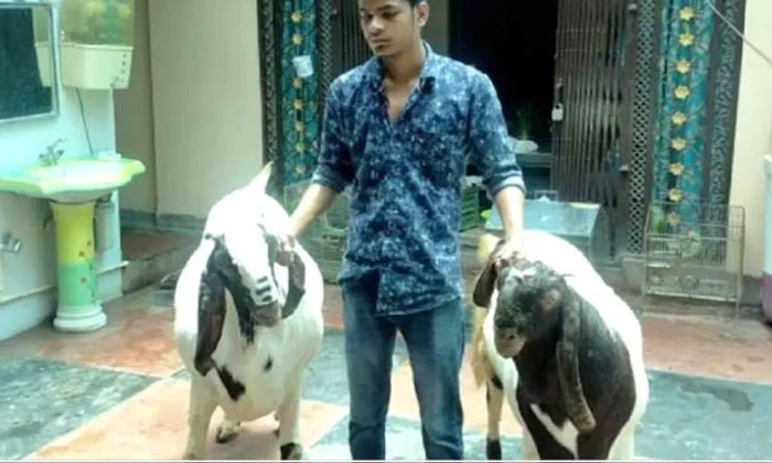  Lakhs For These Two Goats..the Original Story Is ...!, Goats, High Price, Two Go-TeluguStop.com