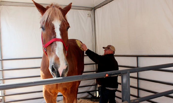  That Rare Horse Is No More World’s Tallest Horse, Big Jake, Died,  Age 20, Vir-TeluguStop.com