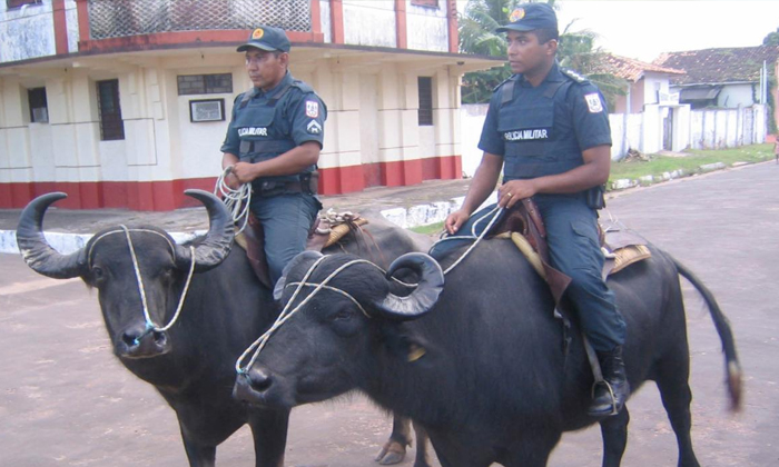  Brazil Government Giving Buffalo To The Police For Patrolling In Amazon Forest,-TeluguStop.com