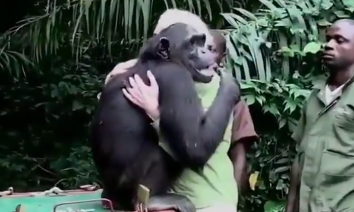  Chimpanzee Hugging Man Affectionately What Is The Real Matter, Chimpanzee, Hugs,-TeluguStop.com