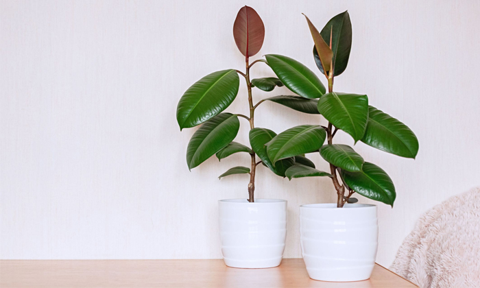  Here These Are The Beautiful Indoor Plants In Monsoon For Homes, Carbon Dioxide-TeluguStop.com