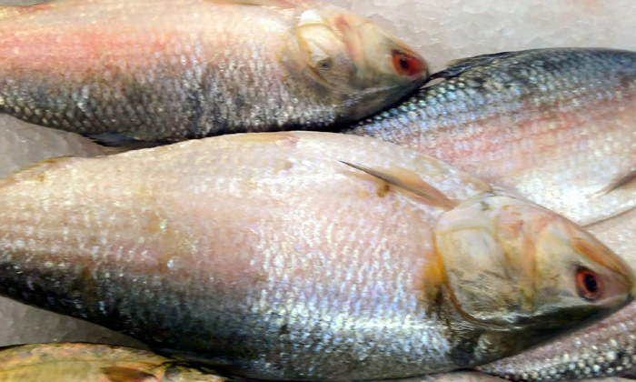  Huge Demand For Pulasa Fish In Godavari Districts, Pulasa Fish Cost, 1.5kg Puals-TeluguStop.com