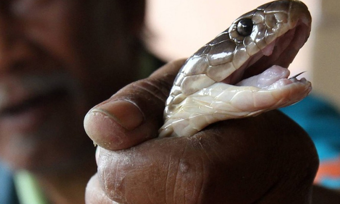  Snake Bite Boy Chased And Killed The Bitten Snake, Snake Bite, Snake, Kanchipura-TeluguStop.com