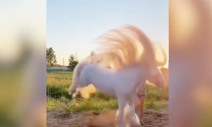  Majestic Beautiful White Horse Does Happy Jumps, Horse, Animals, Pets, Viral, So-TeluguStop.com
