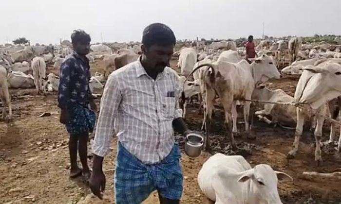 Telugu Aavula Seenu, Andhra Pradesh, Cow Milk, Cows, Cow, Milk, Kurnool, Kurnool