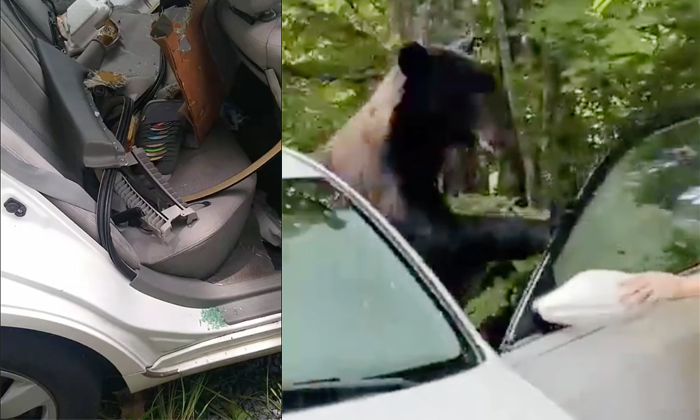  Man Risks Life As He Tries To Scare Away Bear That Broke Into The Car , Tennesse-TeluguStop.com