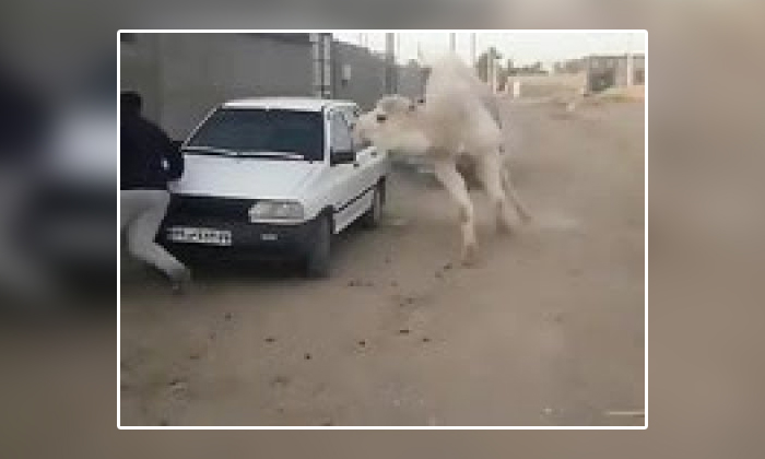 Telugu Camel, Camelrude, Car, Ran-Latest News - Telugu