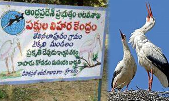 Telugu Exotic Birds, Nyzeria, Pelicon Birds, Srikakulam, Tekkali, Telineelapuram