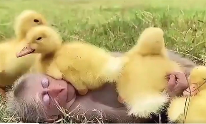  Viral Video: Monkey Cub - Duckling Ata Bale Is Viral Latest, Viral News, Viral-TeluguStop.com