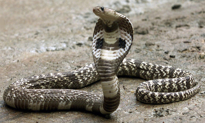  Viral Video Snake Dance On The Road, Snake Dance, Viral Video, Snake Dancing On-TeluguStop.com