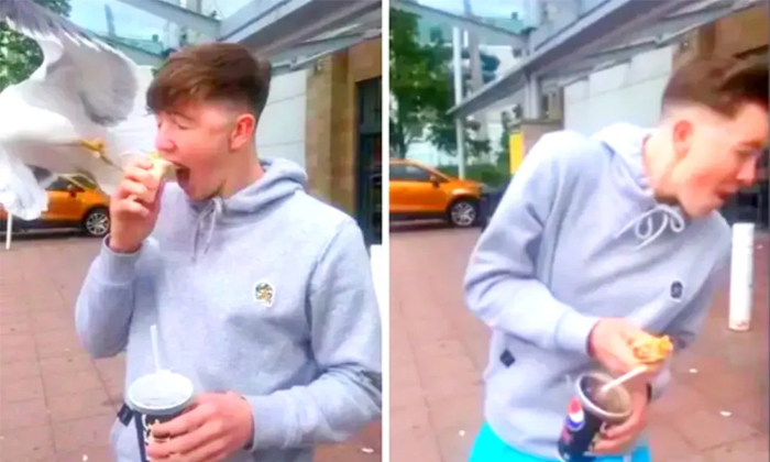  Watch As A Savage Seagulls Steals Kfc Wrap From Scots Teens Mouth, Seagull Bird,-TeluguStop.com