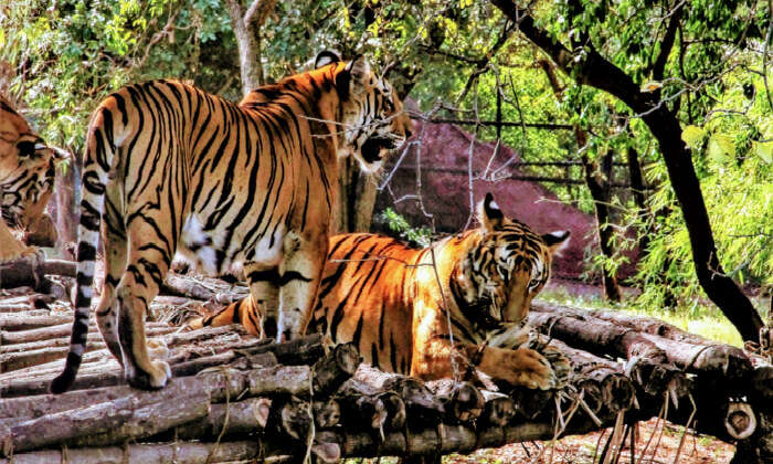 Zoos and Wildlife sanctuaries in Telangana reopens from today - Nehru ...