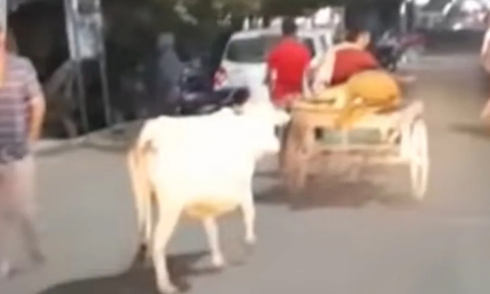 Telugu Cowran, Animal Lovers, Cemetery, Mother Love-Latest News - Telugu