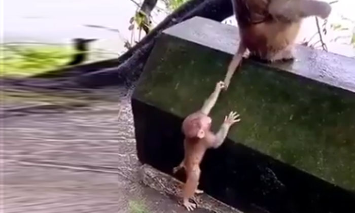  Viral Video: If You Watch This Baby Monkey, We Can Learn A Lot ..!, Monkey, Indp-TeluguStop.com