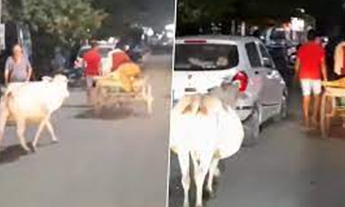  A Cow That Ran For Kilometers After A Dead Calf, Cow, Mother Love, Dead, Animal-TeluguStop.com