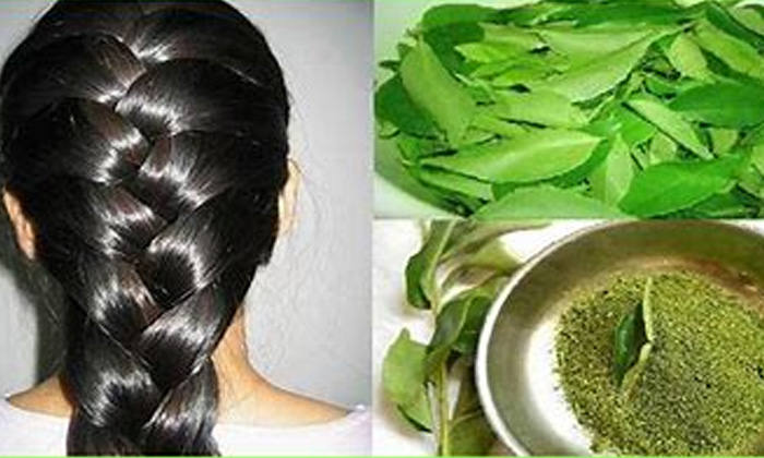  Curry Leaves Juice, Benefits Of Curry Leaves Juice, Curry Leaves, Hair Fall, Hai-TeluguStop.com