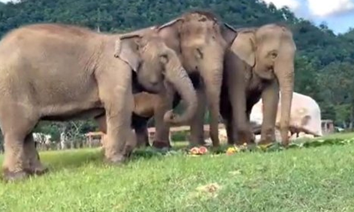  Blind Elephant Gets Help From Friend Who Guides Her Towards Food, Elephants Help-TeluguStop.com