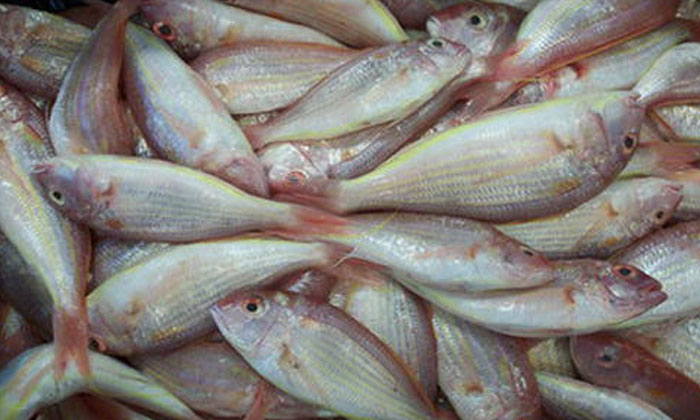 Telugu Fish, Thamilnadu-Latest News - Telugu