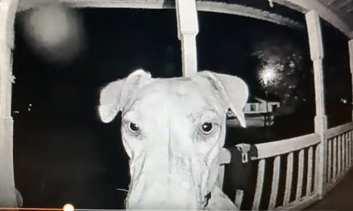  Viral Video: The Missing Dog Came Home At Midnight Lost Dog , Rings ,her Owner'-TeluguStop.com