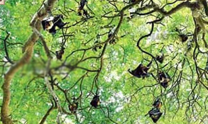  Do You Know Bats Was Worshiped In Kadapa-district Kadapa, Bats Worshiped, Andhra-TeluguStop.com